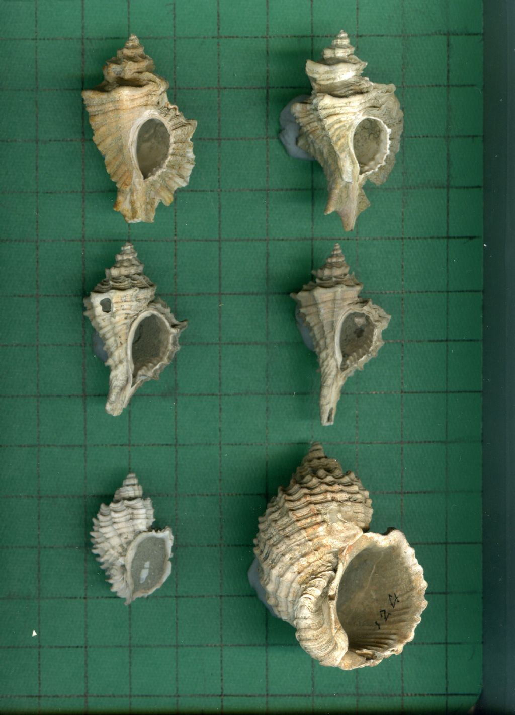 Heteropurpura polimorpha ?